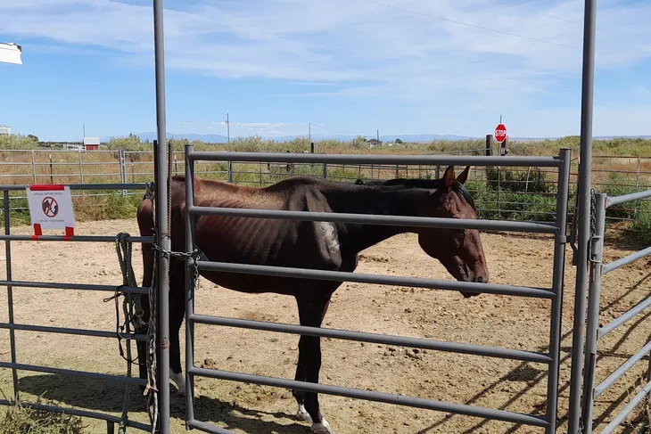 Walkin N Circle Ranch Equine