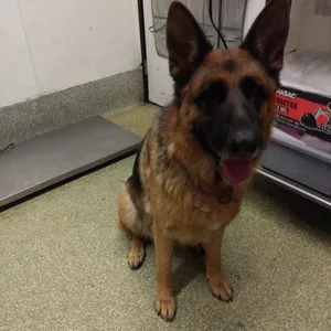 IVHS-Stray-140455