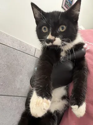 Timmy
