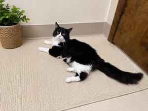 Domino