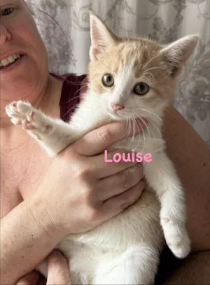 Louise (Bob’s Burgers Litter)