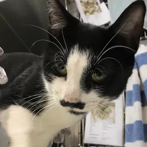 Mustachio