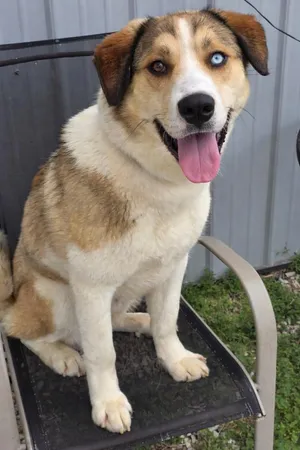 Bodie