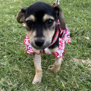 MINNIE