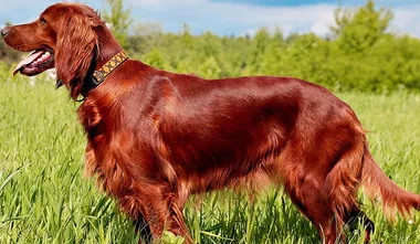 Irish Setter