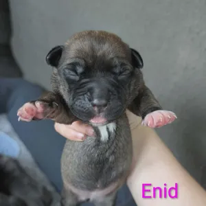 Enid
