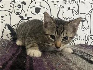 DUKE