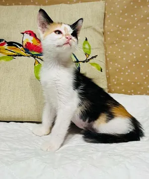 Purrlogue