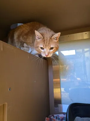 Simba