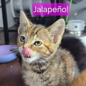 Jalapeno