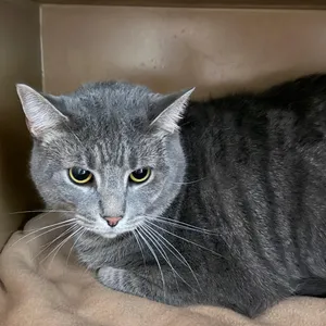 Tabby