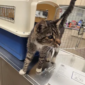 Sgt. Tibbs