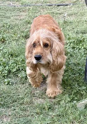Copper