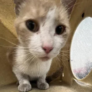 Nikolai