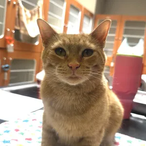Clementine