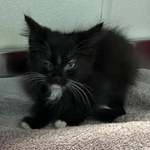 IVHS-Stray-139985