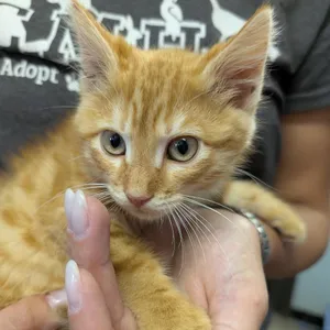 Rufus