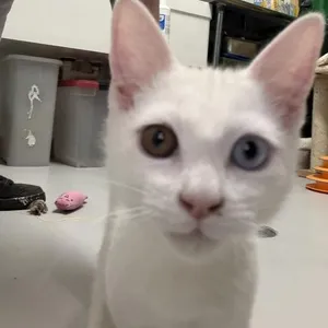 Bongo Dave