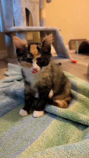 Tartlet - **Adopted**
