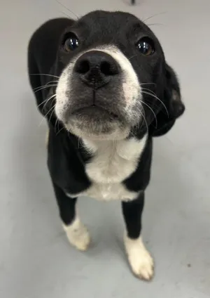Bo