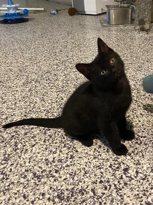 Pepper