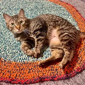 Gatuna