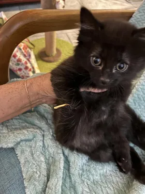 Spunky