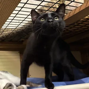 Frankie