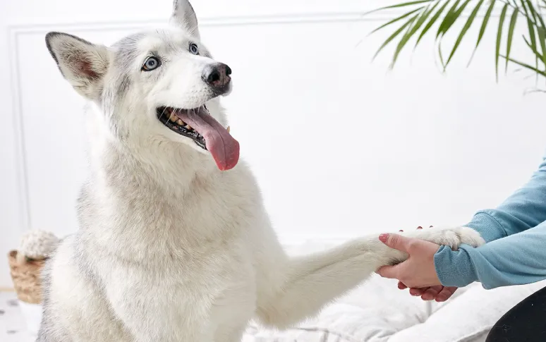 6 Interesting And Easy Dog Tricks