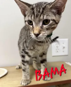 Bama