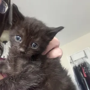 Fig