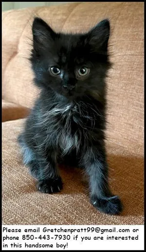 Miso