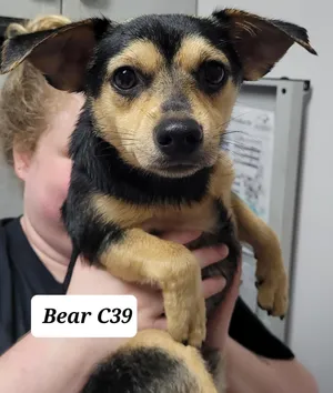 Bear