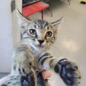 Leo