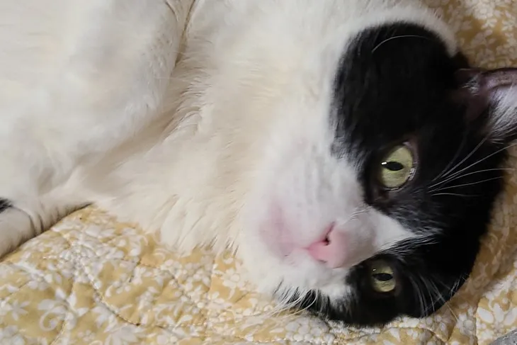 Forgotten Felines of Sonoma County