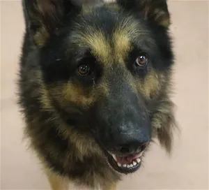 JET