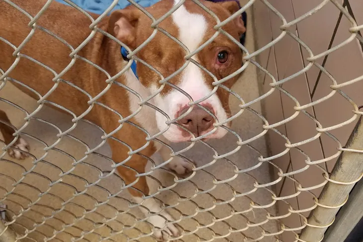 Fort Wayne Animal Care & Control
