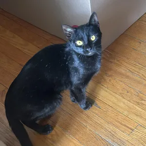 Mini meow