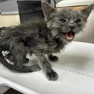 Dustbunny