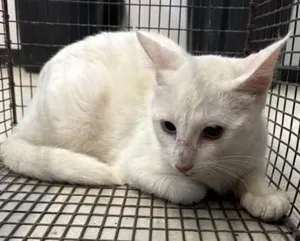 Snow White-barn cat