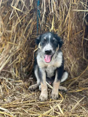 Cyrus