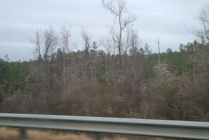 Auburn City Animal Control