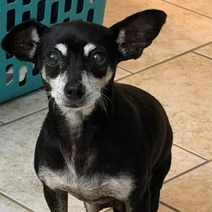 Tia