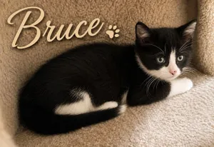 Bruce (FCID# 06/04/2026 - 43 West Chester PS) K