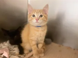 GINGER
