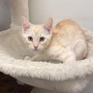 Finn