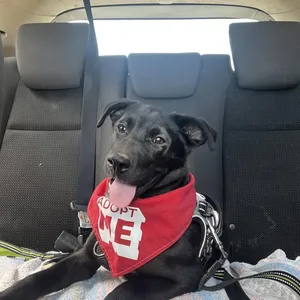 Bora (Island litter)