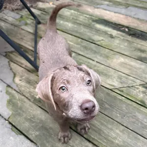 Pupcake