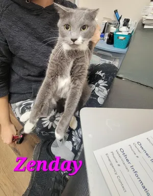 Zenday