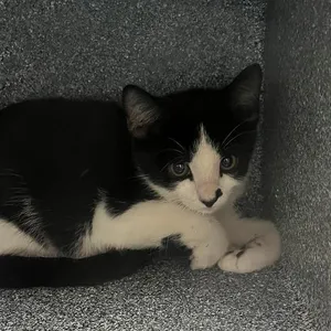 DOMINO